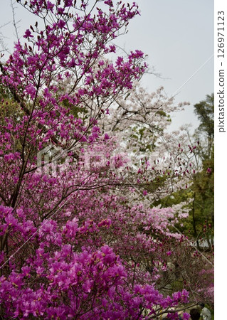 兵庫縣西宮市廣田神社的櫻花與小葉三葉杜鵑花(2025年) 兵庫縣西宮市廣田神社的櫻花與小葉三葉杜鵑花(2025年) 126971123
