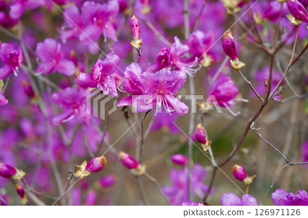 Cherry blossoms and Kobano Mitsuba Azalea at Hirota Shrine in Nishinomiya, Hyogo Prefecture (2025) 126971126