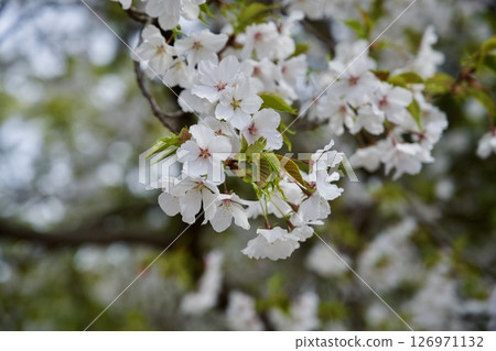 Cherry blossoms and Kobano Mitsuba Azalea at Hirota Shrine in Nishinomiya, Hyogo Prefecture (2025) 126971132