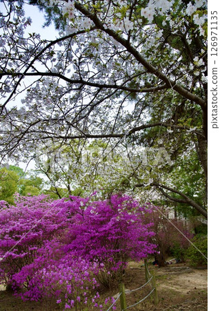 Cherry blossoms and Kobano Mitsuba Azalea at Hirota Shrine in Nishinomiya, Hyogo Prefecture (2025) Cherry blossoms and Kobano Mitsuba Azalea at Hirota Shrine in Nishinomiya, Hyogo Prefecture (2025) 126971135