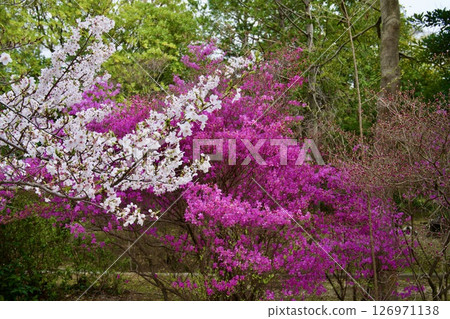 兵庫縣西宮市廣田神社的櫻花與小葉三葉杜鵑花(2025年) 兵庫縣西宮市廣田神社的櫻花與小葉三葉杜鵑花(2025年) 126971138