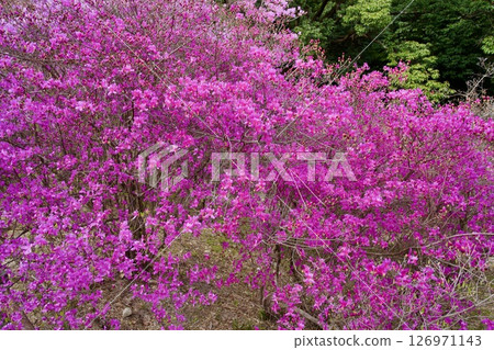 Cherry blossoms and Kobano Mitsuba Azalea at Hirota Shrine in Nishinomiya, Hyogo Prefecture (2025) 126971143