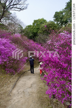 Cherry blossoms and Kobano Mitsuba Azalea at Hirota Shrine in Nishinomiya, Hyogo Prefecture (2025) 126971144