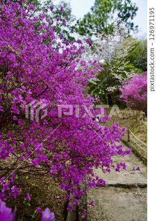 兵庫縣西宮市廣田神社的櫻花與小葉三葉杜鵑花（2025年） 126971195