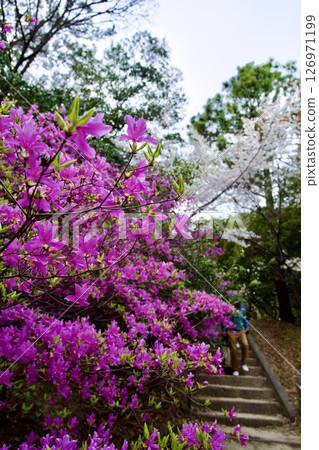 Cherry blossoms and Kobano Mitsuba Azalea at Hirota Shrine in Nishinomiya, Hyogo Prefecture (2025) Cherry blossoms and Kobano Mitsuba Azalea at Hirota Shrine in Nishinomiya, Hyogo Prefecture (2025) 126971199