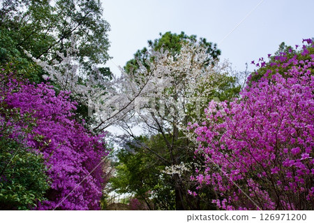 Cherry blossoms and Kobano Mitsuba Azalea at Hirota Shrine in Nishinomiya, Hyogo Prefecture (2025) Cherry blossoms and Kobano Mitsuba Azalea at Hirota Shrine in Nishinomiya, Hyogo Prefecture (2025) 126971200