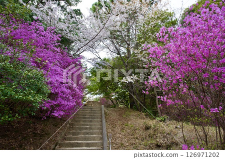 Cherry blossoms and Kobano Mitsuba Azalea at Hirota Shrine in Nishinomiya, Hyogo Prefecture (2025) Cherry blossoms and Kobano Mitsuba Azalea at Hirota Shrine in Nishinomiya, Hyogo Prefecture (2025) 126971202