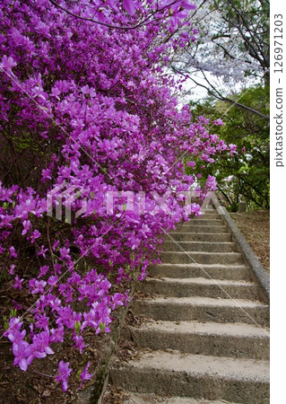 Cherry blossoms and Kobano Mitsuba Azalea at Hirota Shrine in Nishinomiya, Hyogo Prefecture (2025) 126971203