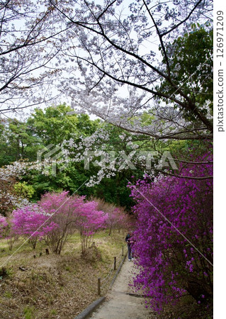 Cherry blossoms and Kobano Mitsuba Azalea at Hirota Shrine in Nishinomiya, Hyogo Prefecture (2025) Cherry blossoms and Kobano Mitsuba Azalea at Hirota Shrine in Nishinomiya, Hyogo Prefecture (2025) 126971209