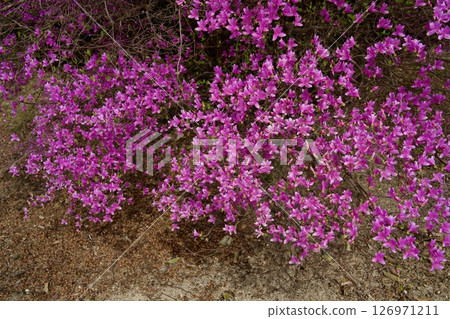 Cherry blossoms and Kobano Mitsuba Azalea at Hirota Shrine in Nishinomiya, Hyogo Prefecture (2025) 126971211