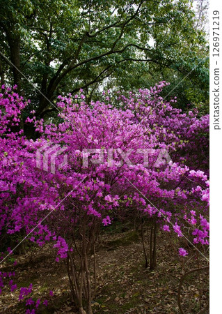 兵庫縣西宮市廣田神社的櫻花與小葉三葉杜鵑花（2025年） 126971219