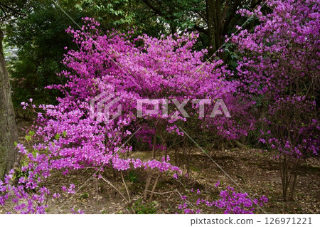 兵庫縣西宮市廣田神社的櫻花與小葉三葉杜鵑花（2025年） 126971221