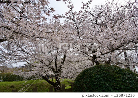 Cherry blossom walk through the Koshimizu Water Purification Plant in Nishinomiya, Hyogo Prefecture (2025) 126971236
