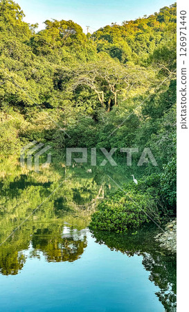 Natural photography, siberian white crane birde trees, lake and mountain reflection Natural photography, siberian white crane birde trees, lake and mountain reflection 126971440