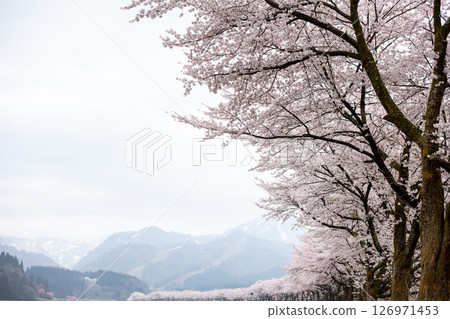 [Natsui's Senbonzakura] Endless rows of cherry blossom trees in full bloom 126971453