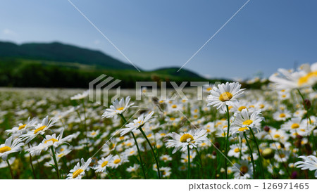 Daisies bloom in a lush green meadow with mountains in the background 126971465