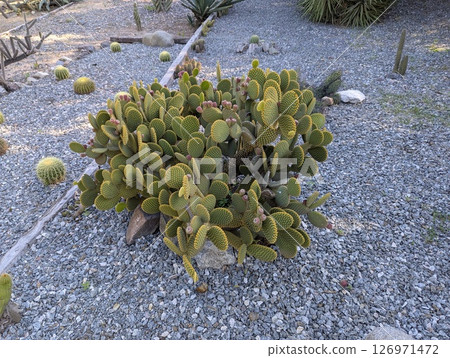 Opuntia ficus-indica cactus in Cordoba Botanical Garden, Argentina Opuntia ficus-indica cactus in Cordoba Botanical Garden, Argentina 126971472