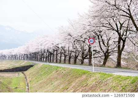 【夏井千本櫻】盛開的櫻花樹，一望無際 126971500