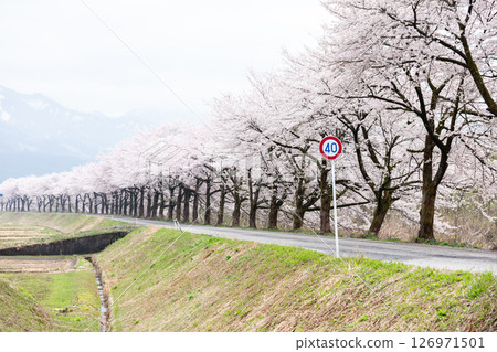 【夏井千本櫻】盛開的櫻花樹，一望無際 126971501