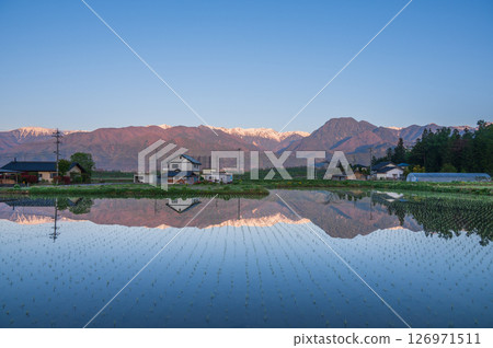 沐浴朝陽的北阿爾卑斯山與插秧後的稻田[北安曇郡池田町] 126971511