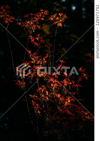 Slender stems of a native shrub with red-orange autumn leaves emerging from a shadowed forest. Indigenous plant species, tree preservation, ecological stewardship, seasonal resilience.. 126971702