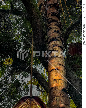 Tropical tree bark with natural texture and dramatic light in rainforest environment 126971711