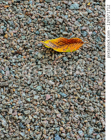 Yellow Leaf on Gravel Texture with Earthy Autumn Tones and Minimalist Natural Background Ideal for Seasonal Use Yellow Leaf on Gravel Texture with Earthy Autumn Tones and Minimalist Natural Background Ideal for Seasonal Use 126971712