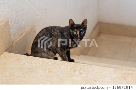 Tortoiseshell cat sitting on a staircase 126971914