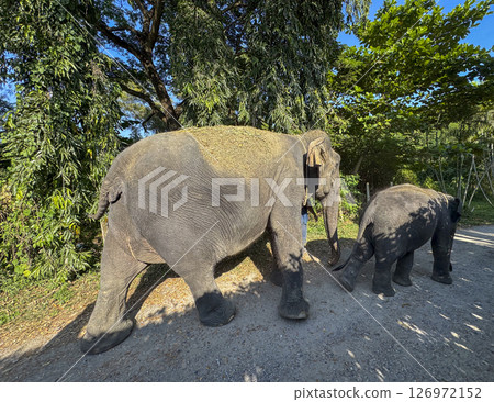 Elephant duo enjoying life in a Thai sanctuary conservation center, majestic animals highlights the importance of herbivores protection and natural preservation. Large mammals walking around. Elephant duo enjoying life in a Thai sanctuary conservation center, majestic animals highlights the importance of herbivores protection and natural preservation. Large mammals walking around. 126972152