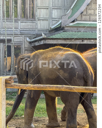 Adorable gray elephant living freely in an elephant care sanctuary, playful animal enjoys the tropical flora of a national park. Conservation center for wildlife mammals in Bangkok. Adorable gray elephant living freely in an elephant care sanctuary, playful animal enjoys the tropical flora of a national park. Conservation center for wildlife mammals in Bangkok. 126972294