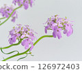 Small purple flowers 126972403