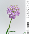 Small purple flowers 126972404