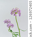 Small purple flowers 126972405