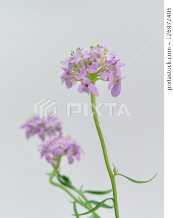 紫色小花 紫色小花 126972405