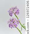 Small purple flowers 126972406