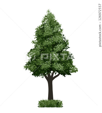 Big tree isolated on white background. Landscape object for outdoor graphic, architecture drawing, elements for environment and gardening. Vector illustration. 126972557