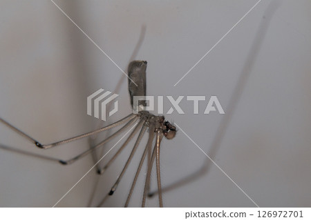 Spider hanging from a wall 126972701