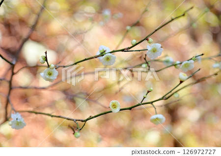 純白的梅花 純白的梅花 126972727
