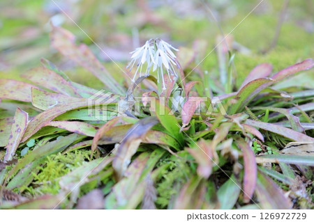 Flower of silkworm shojobakama Flower of silkworm shojobakama 126972729