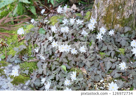 Refreshing Yukiwari Ichige Flower Refreshing Yukiwari Ichige Flower 126972734