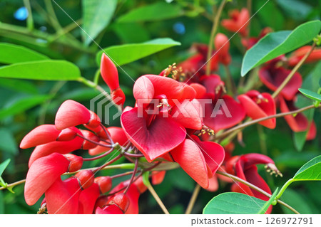 Red American deigo flowers (summer, June) Red American deigo flowers (summer, June) 126972791