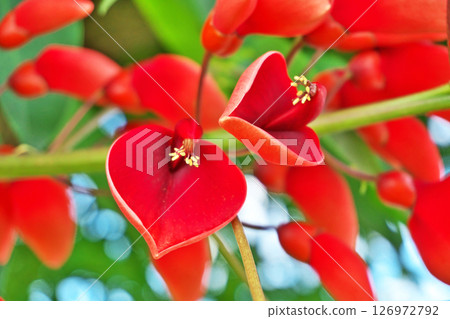 Red American deigo flowers (summer, June) Red American deigo flowers (summer, June) 126972792