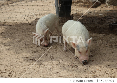 A zoo scene with two mini pigs A zoo scene with two mini pigs 126972805