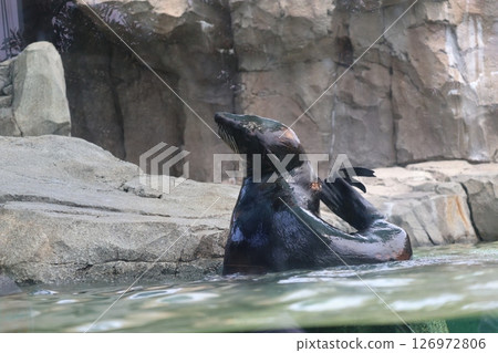 Zoo scene with fur seals lying on the water's edge 126972806