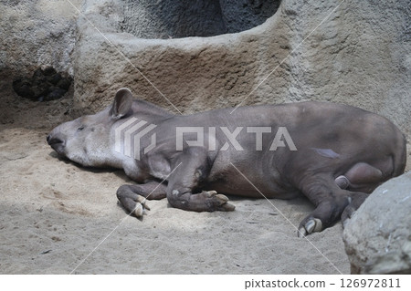 動物園裡一隻美國貘無助地睡覺的場景 126972811