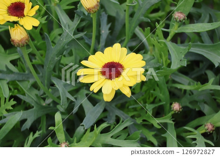 盛開的花朵與綠葉和黃色花瓣的景觀 126972827