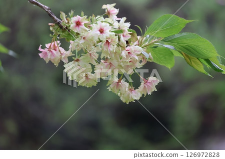 樹枝上的風景，樹枝末端盛開著淡黃色的薑黃花瓣 126972828