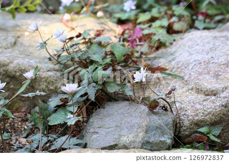 Refreshing Yukiwari Ichige Flower Refreshing Yukiwari Ichige Flower 126972837