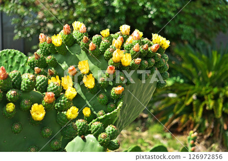 仙人掌的花和果實(夏季,六月) 仙人掌的花和果實(夏季,六月) 126972856