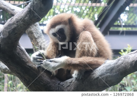 A scene of a white-spotted gibbon on a tree holding a branch 126972868